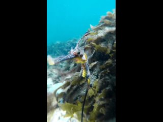 phyllopteryx taeniolatus by jakemasondiving/biology